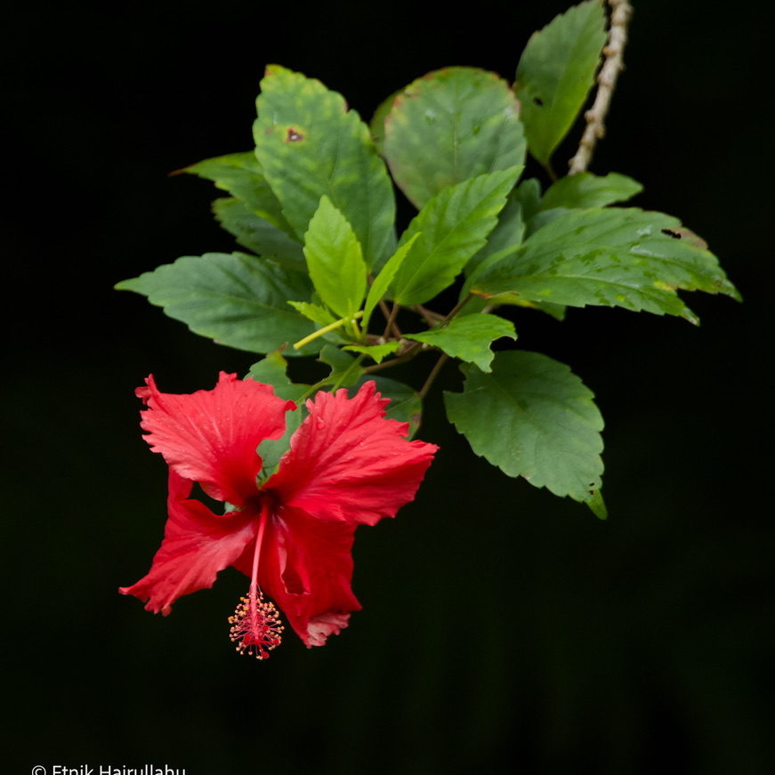 Red Hibiscus