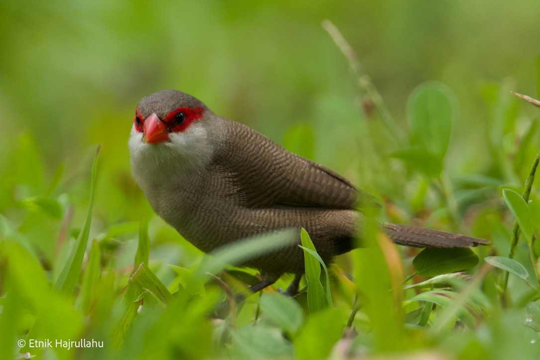 Common waxbill