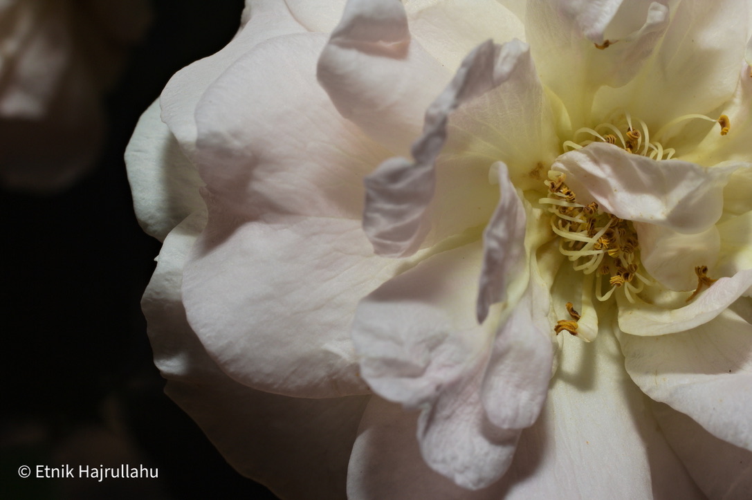 White rose